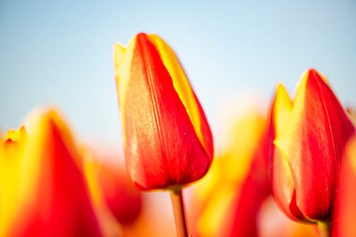 Rood en gele tulpen in een veld tijdens zonsondergang