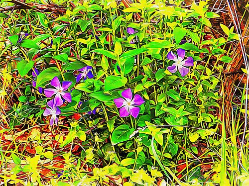 A Periwinkle There Does Tarry