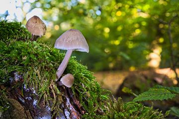 Zicht op paddenstoelen in een holle boom van Andreas Völkel