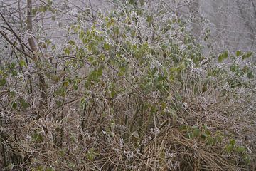 Rijkdom in rijp van Stobbe; natuurfotografie