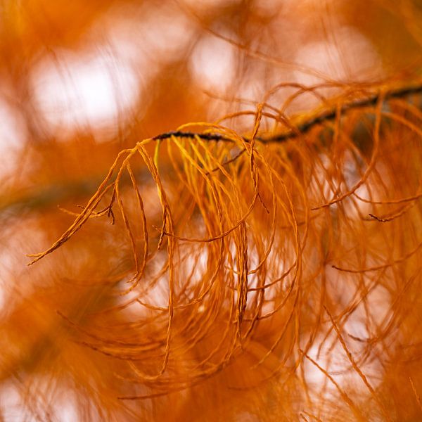 Bald cypress in close up by Eugene Winthagen