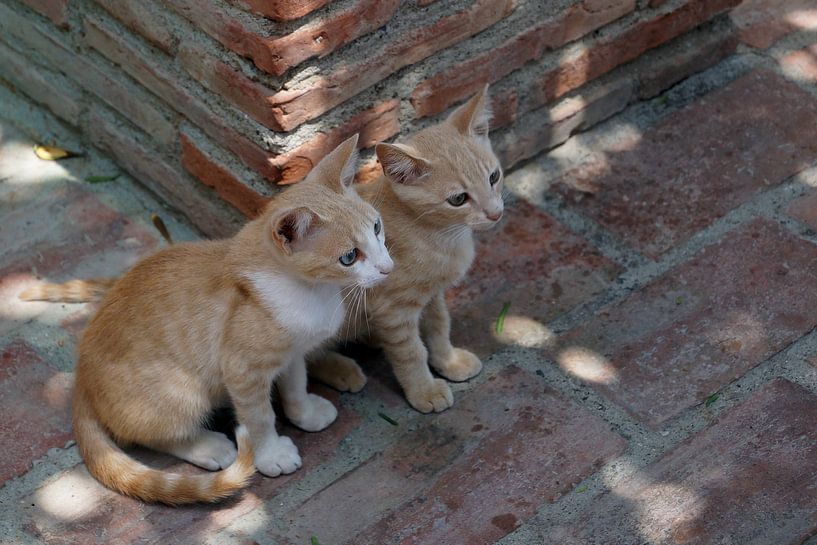 Twee kittens van Tom Van Dyck