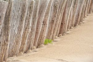 Palen / golfbreker op strand Ameland