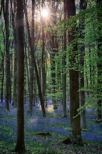 Hallerbos, ondergaande zon beschijnt hyacinten