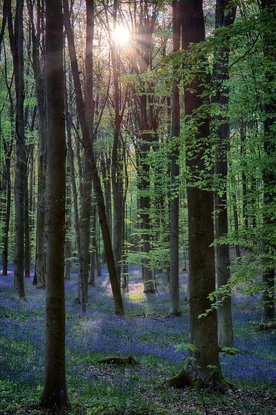 Hallerbos, ondergaande zon beschijnt hyacinten von Eddie Meijer