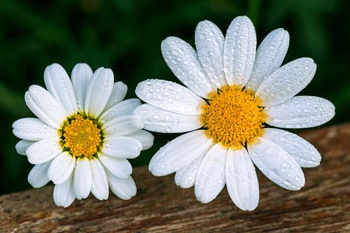 Marguerites