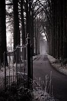 Landelijk weggetje met hoge bomen in de ochtend kou