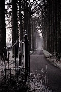 Landelijk weggetje met hoge bomen in de ochtend kou van Meike de Regt