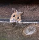 .. hier kommt die Maus .. van Wiltrud Schwantz thumbnail