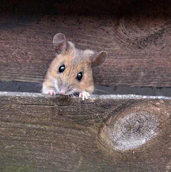 .. hier kommt die Maus .. par Wiltrud Schwantz