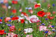 Blumenwiese mit Mohnblumen von fotoping Miniaturansicht