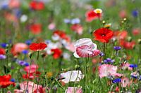 Blumenwiese mit Mohnblumen