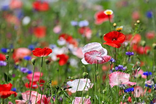 Bloemenweide met klaprozen