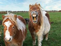lachender pony