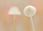 Flirtation (Twee witte paddenstoeltjes) van Caroline Lichthart thumbnail