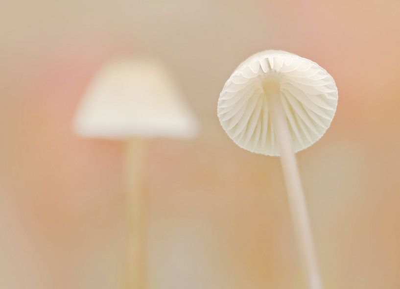 Flirtation (Two white mushrooms) by Caroline Lichthart