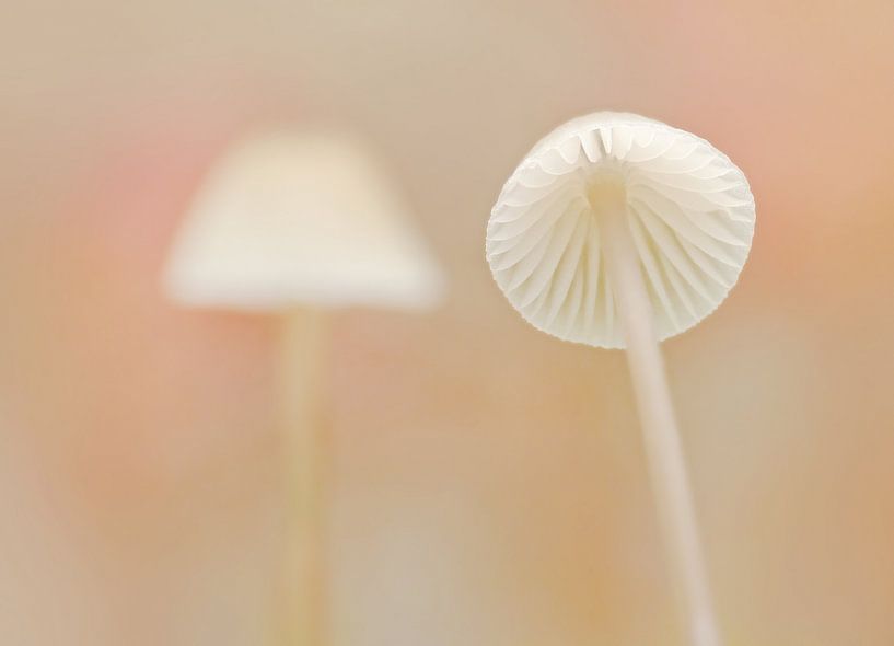 Flirt (Deux champignons blancs) par Caroline Lichthart