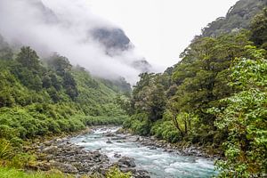 Nebelwald beim Haast Pass, Neuseeland