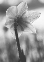 Narcis, zwart-wit