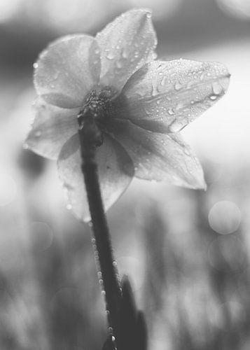 La jonquille, en noir et blanc