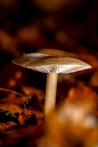 Atmosphère automnale calme avec des champignons