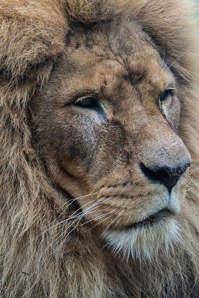 The lion by Anjo ten Kate