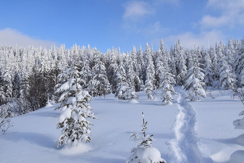 Traces of snowshoes in the forest by Claude Laprise