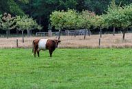 Een lakenvelder koe in een groen landschap van ChrisWillemsen thumbnail