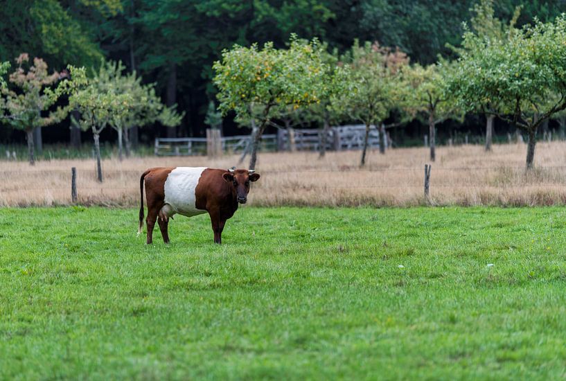 Een lakenvelder koe in een groen landschap van ChrisWillemsen