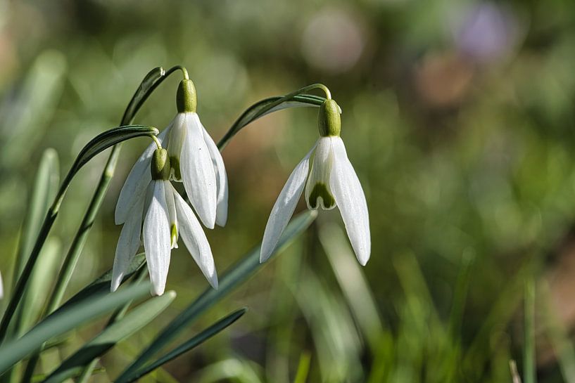 Schneeglöckchen auf einer Wiese mit  zarten Blütenblattern von Martin Köbsch
