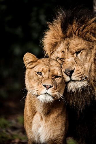 Love among lions