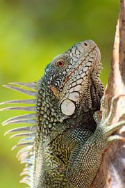 Curaçaose Leguaan by Bastiaan Van der Ploeg