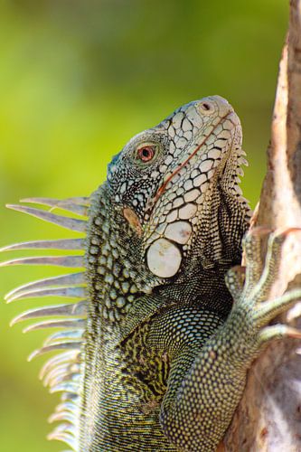 Curaçaose Leguaan