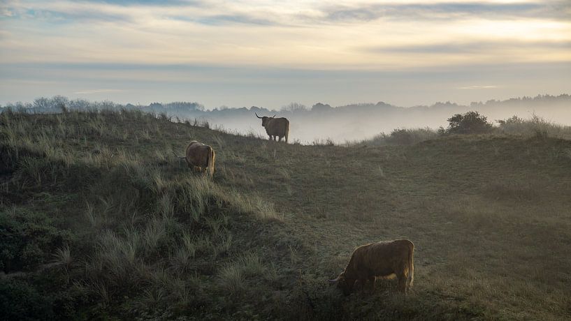 Morning in nature reserve Berkheide by Dirk van Egmond