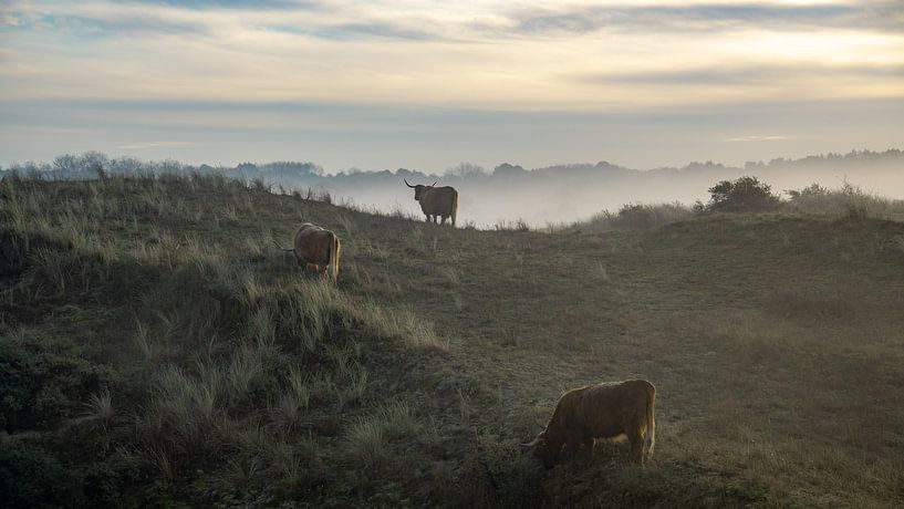 Vormittag im Naturschutzgebiet Berkheide von Dirk van Egmond