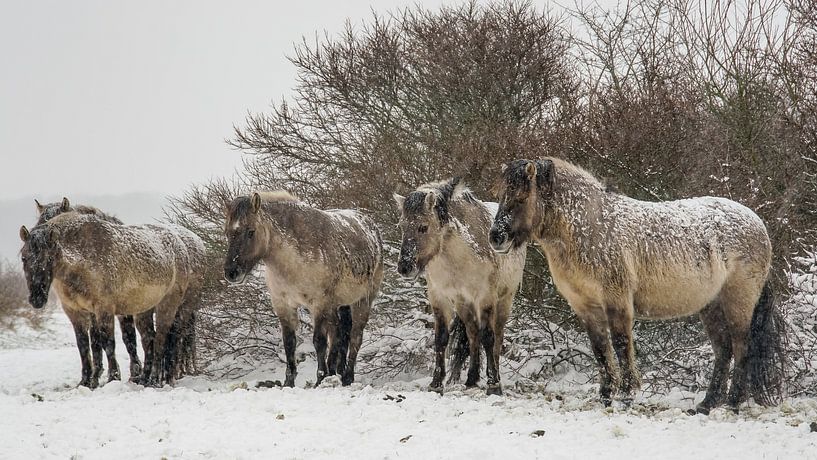 Konik horses in the snow by Dirk van Egmond