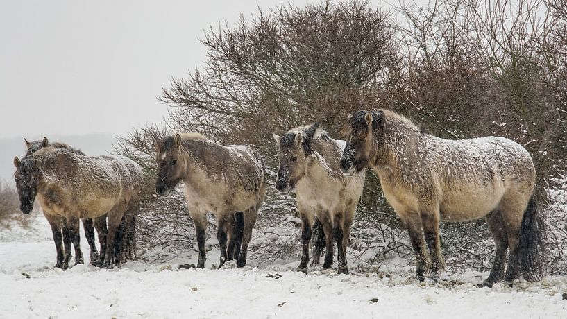 Konik paarden in de sneeuw van Dirk van Egmond