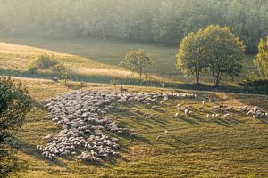 Schaapskudde in het natuurpark Rheingau-Taunus in de buurt van Engenhahn van Christian Müringer