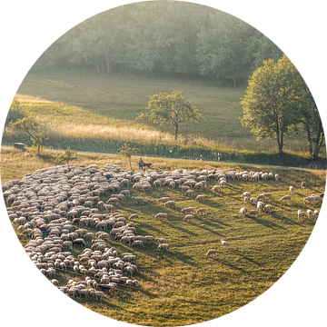 Schaapskudde in het natuurpark Rheingau-Taunus in de buurt van Engenhahn van Christian Müringer