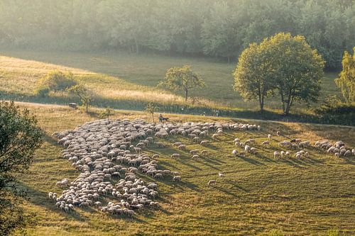 Schaapskudde in het natuurpark Rheingau-Taunus in de buurt van Engenhahn