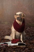 Professor