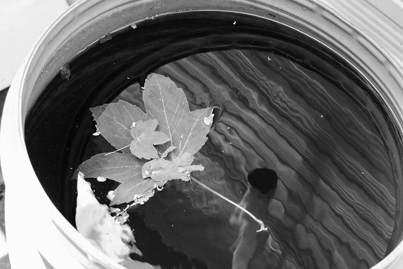 Une feuille dans l'eau par Sidney Graf