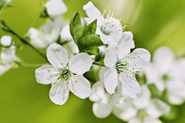 Frühling von Violetta Honkisz