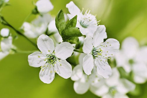 Lente