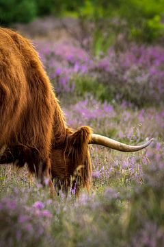 Grazende Schotse Hooglander op de paarse heide van KiekLau! Fotografie