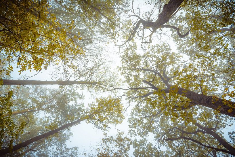 Trees in fog by Martin Wasilewski