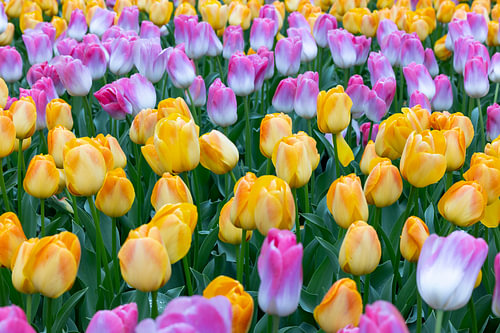 Tulpen
