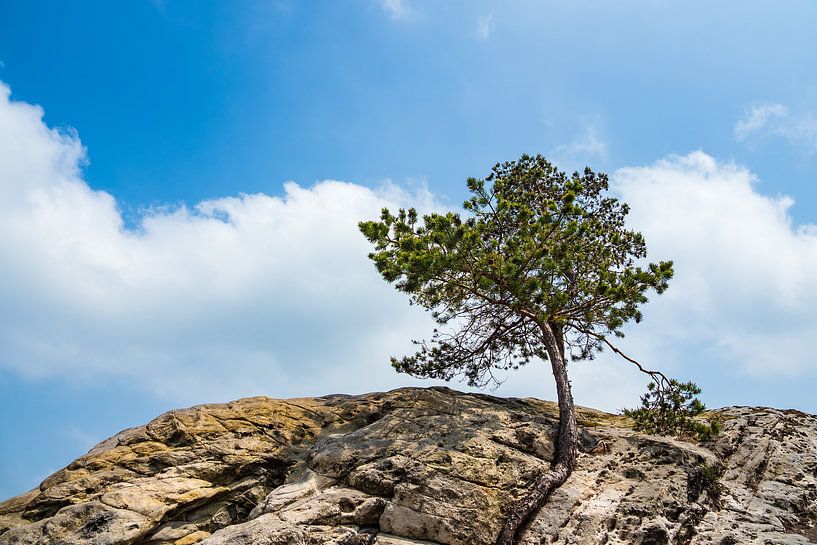 Landschaft mit Bäumen und Felsen im Harz par Rico Ködder