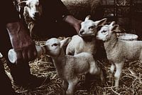 Sheep