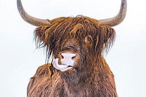 Portrait of a Scottish Highland cattle sticking out her tongue by Sjoerd van der Wal Photography